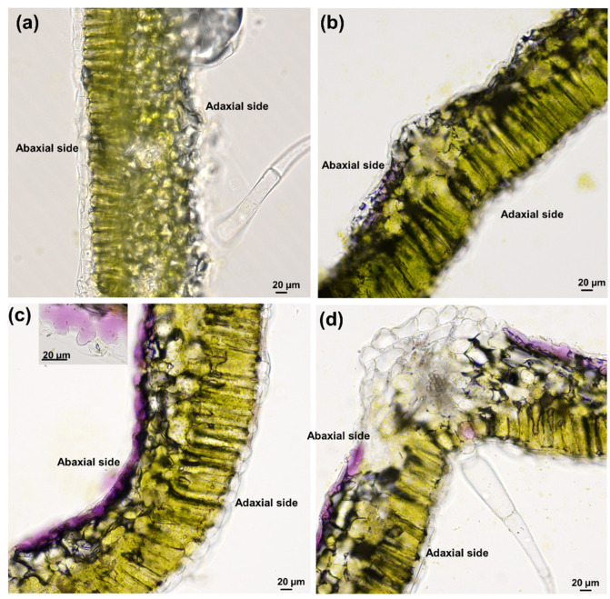PMC8392013 – genes-12-01165-f002