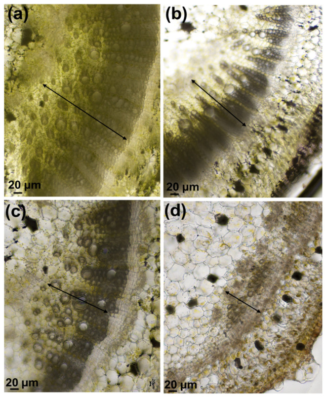 PMC8392013 – genes-12-01165-f003