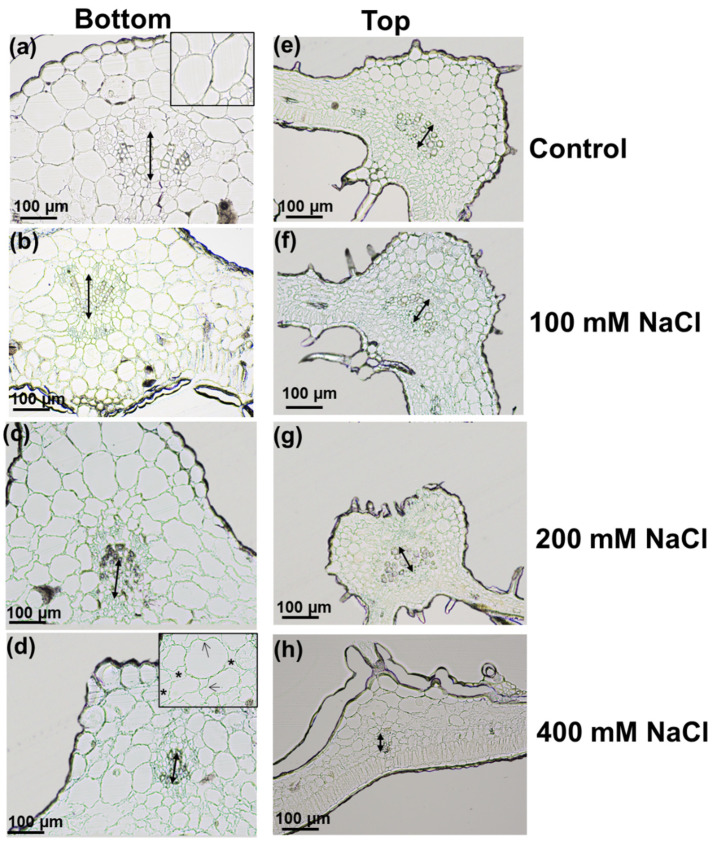 PMC8392013 – genes-12-01165-f004