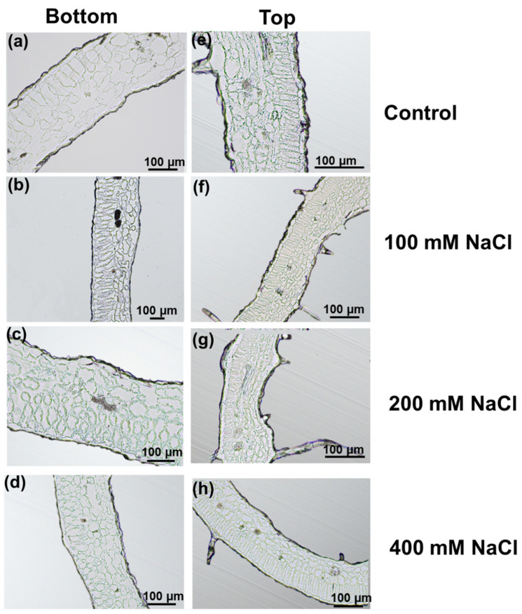 PMC8392013 – genes-12-01165-f005