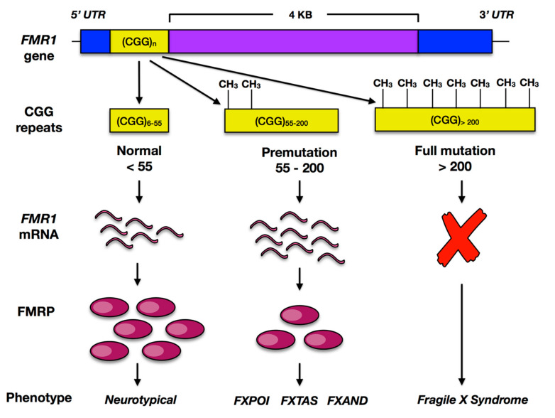 PMC8394635 – genes-12-01218-f001