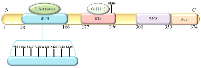 PMC9690554 – genes-13-02051-f001