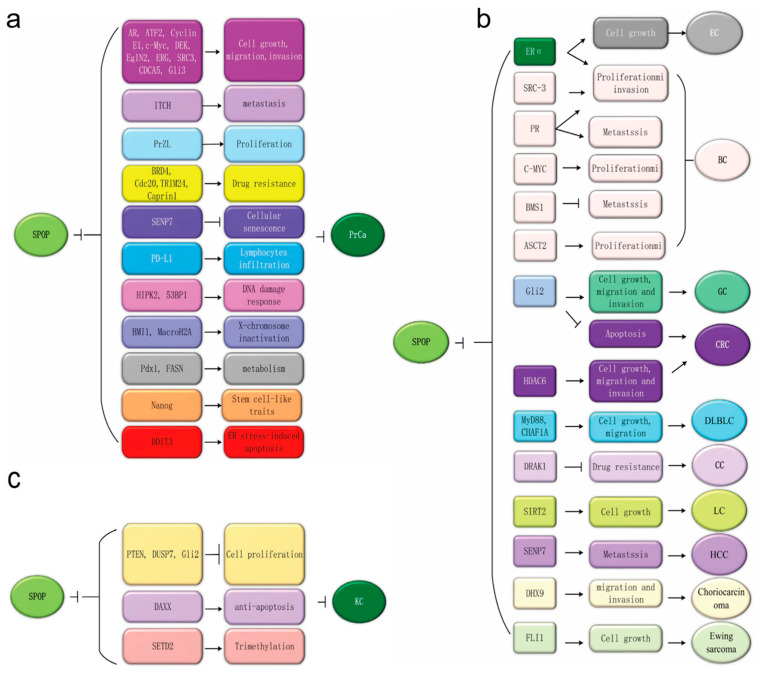PMC9690554 – genes-13-02051-f003