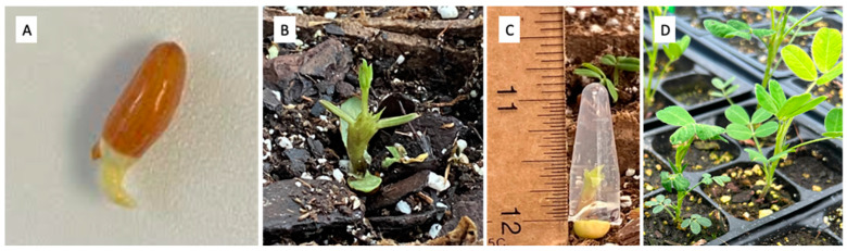 PMC10970308 – genes-15-00303-f001