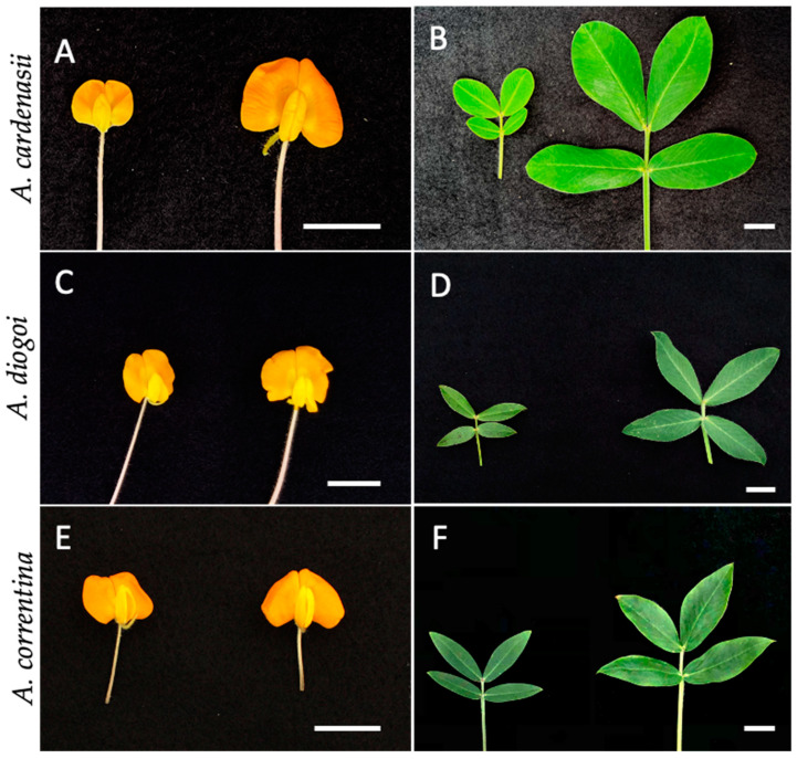 PMC10970308 – genes-15-00303-f002