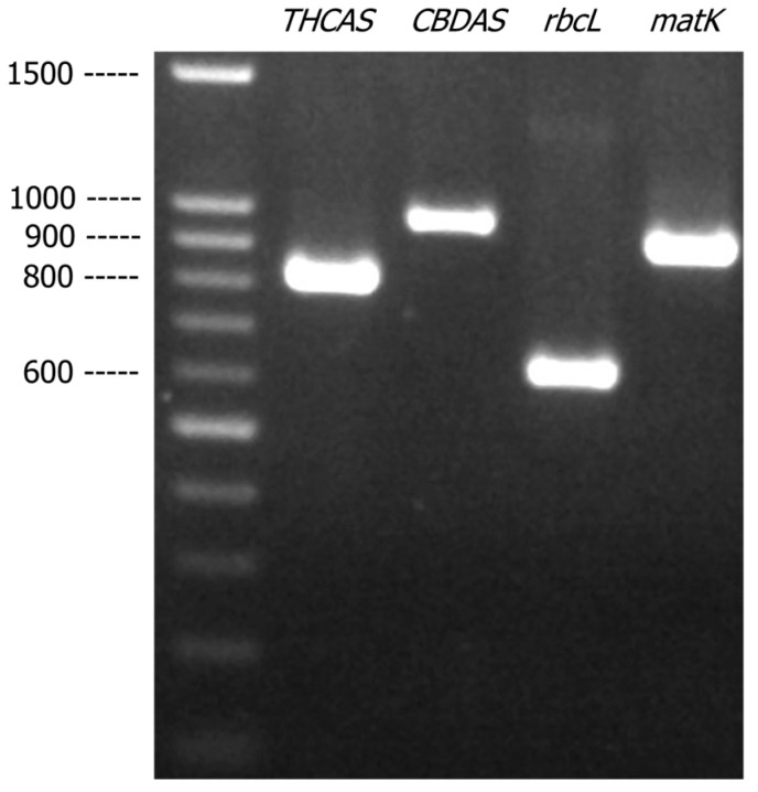 PMC12652481 – genes-16-01320-f001