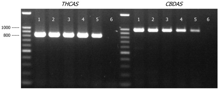 PMC12652481 – genes-16-01320-f004