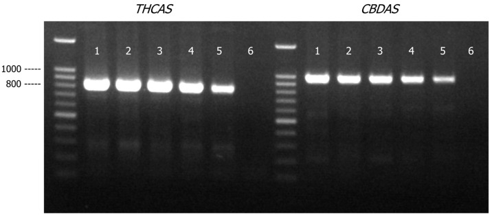 PMC12652481 – genes-16-01320-f005