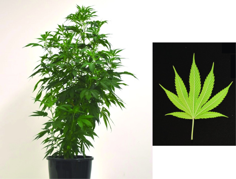 PMC9632002 – gigabyte-2020-10-g001