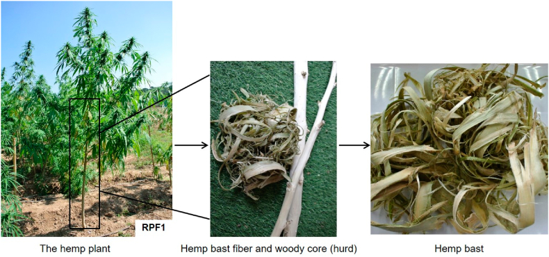 PMC10850592 – fig1