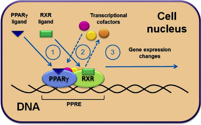 PMC4212005 – fig0005