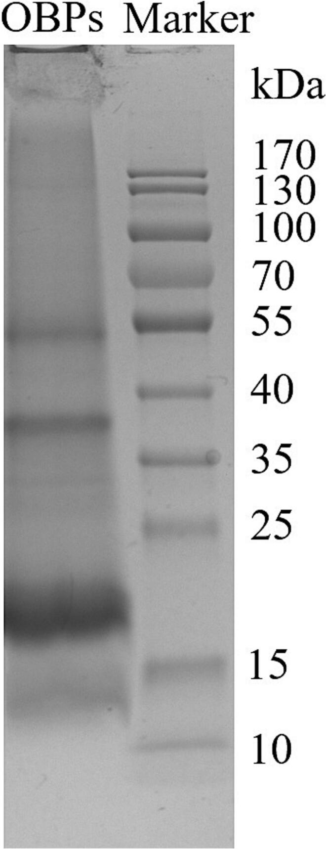 PMC12166704 – f0005