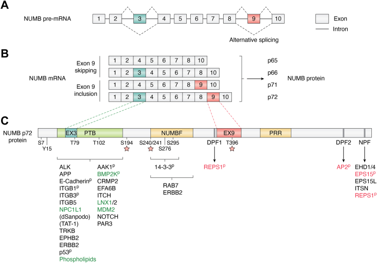 PMC11889595 – fig1