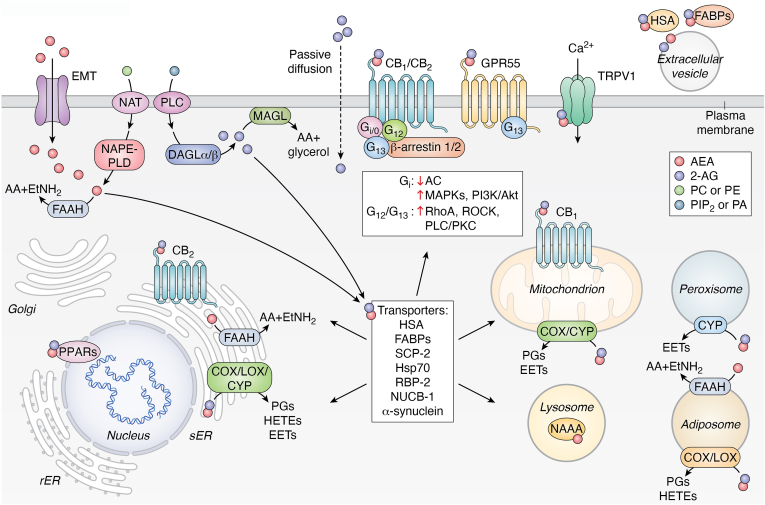 PMC12597274 – fig1