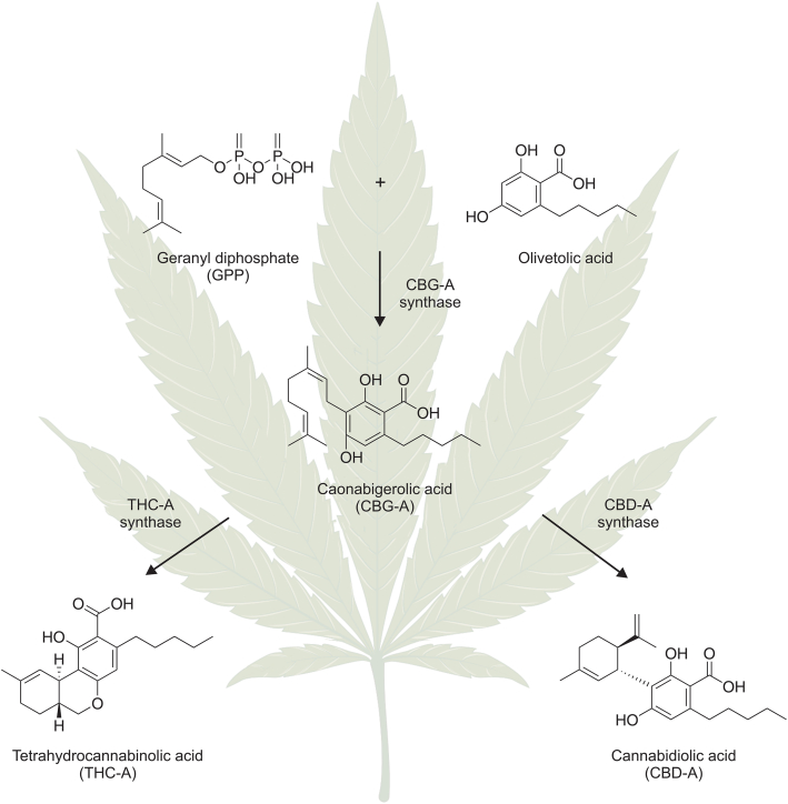 PMC10657972 – fig1