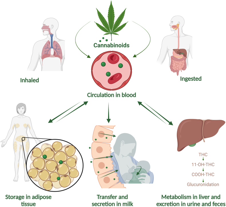 PMC10997876 – fig1