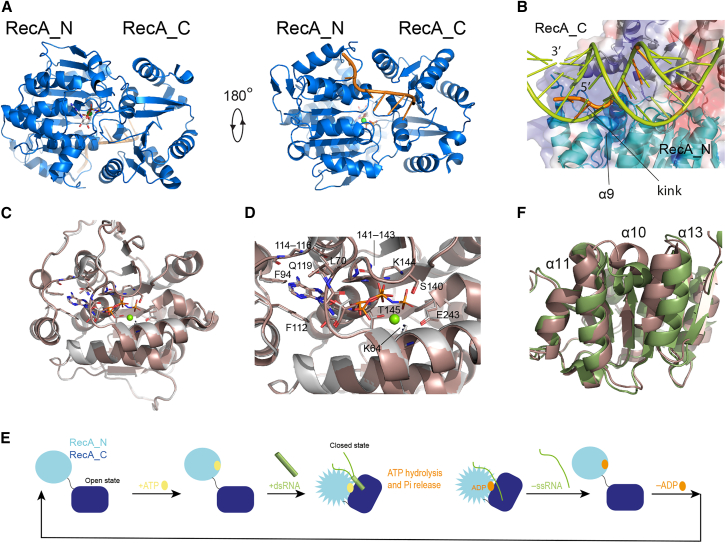 PMC11617632 – fig1