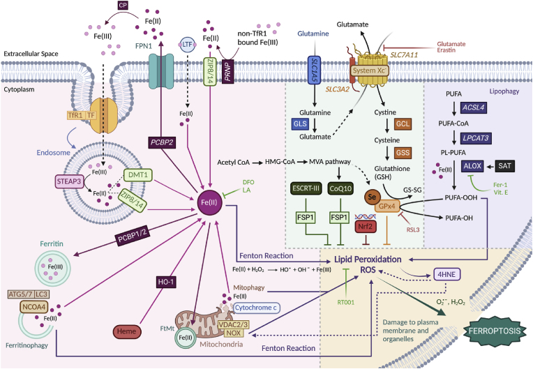 PMC11732237 – fig1