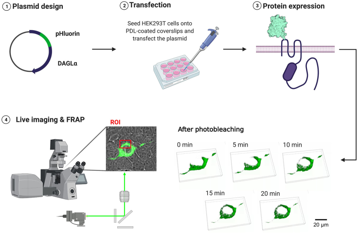 PMC8783203 – fig1