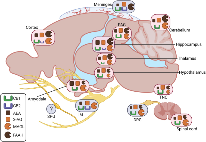 PMC12996789 – fig1