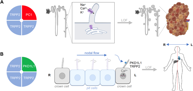 PMC12799467 – fig10