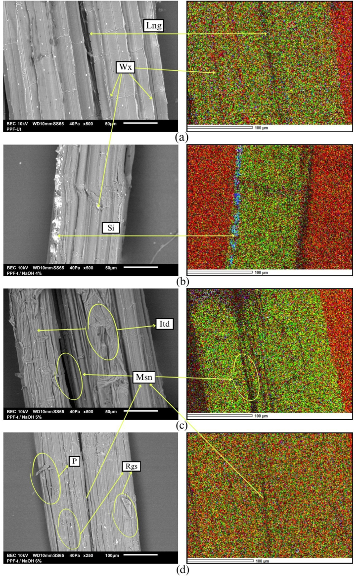 PMC11783020 – fig11