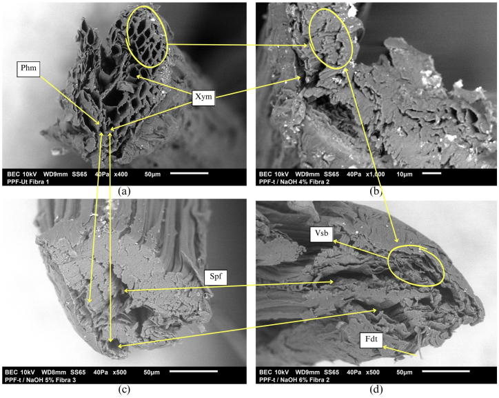 PMC11783020 – fig12