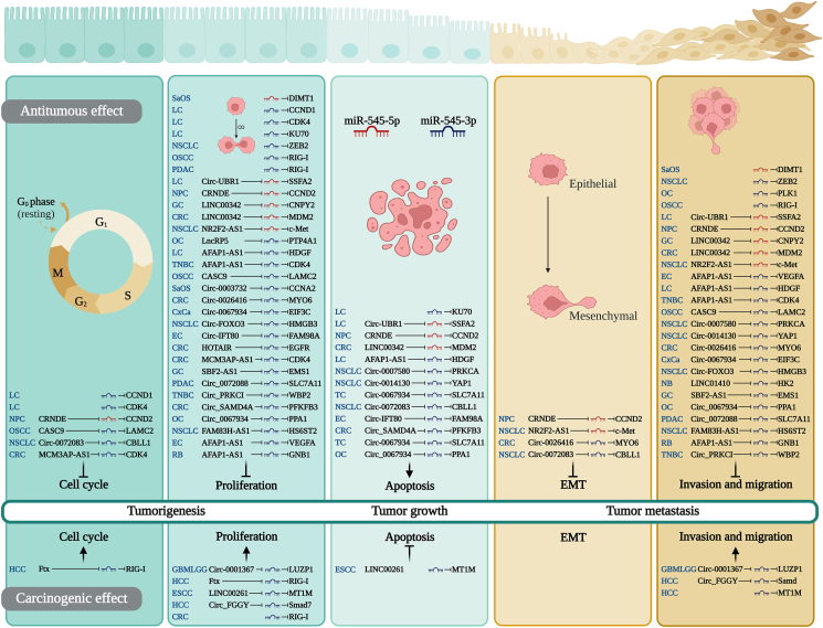 PMC11252520 – fig2