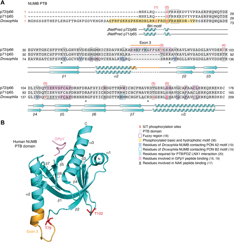 PMC11889595 – fig2