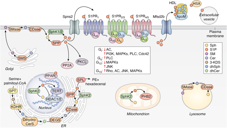 PMC12597274 – fig2