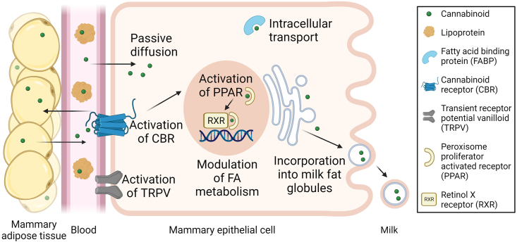 PMC10997876 – fig2