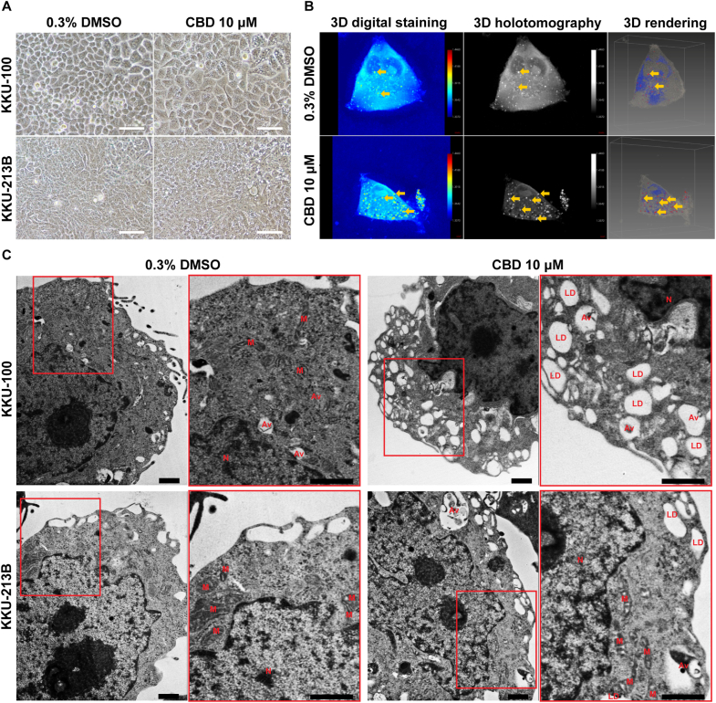 PMC11752120 – fig2