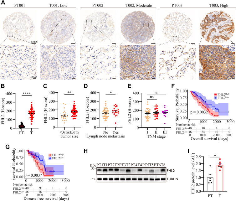 PMC12269609 – fig2