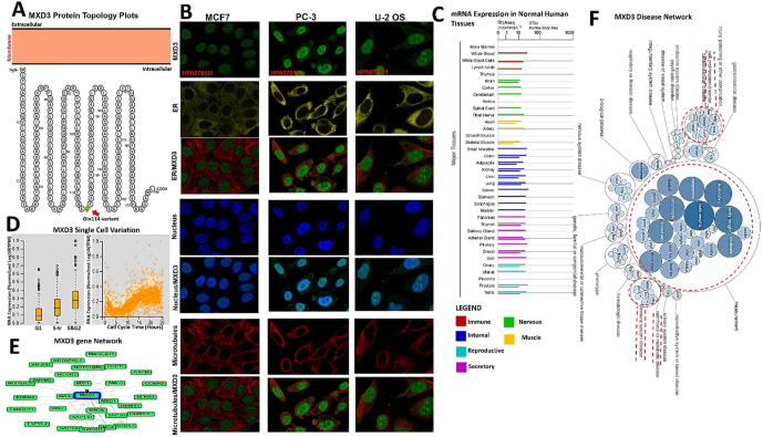 PMC8441106 – f0010