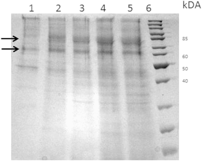 PMC4560726 – f0015