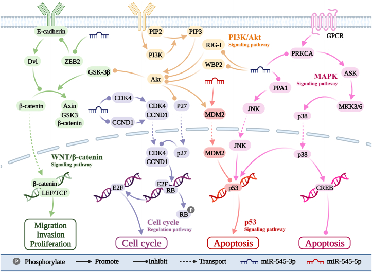 PMC11252520 – fig3