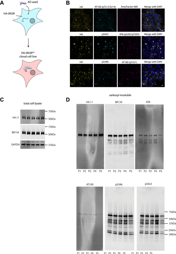 PMC11910105 – fig3