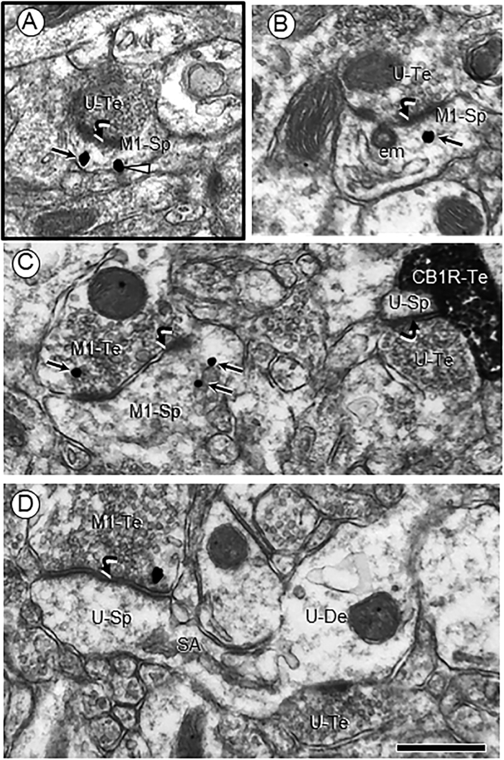 PMC8506972 – fig0015