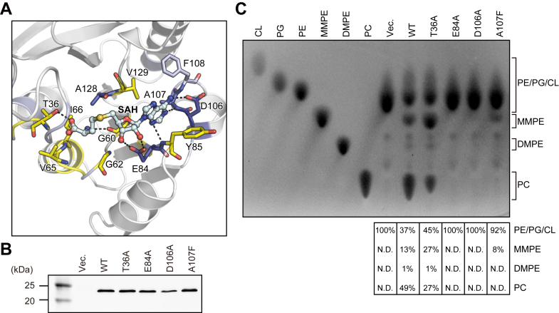 PMC12139422 – fig3