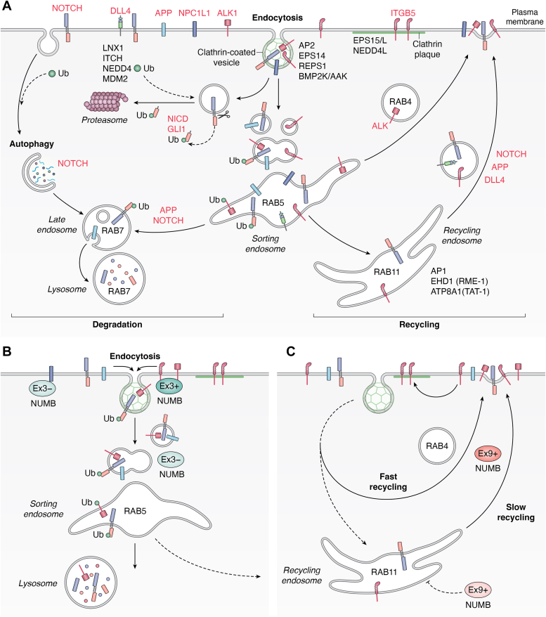 PMC11889595 – fig4