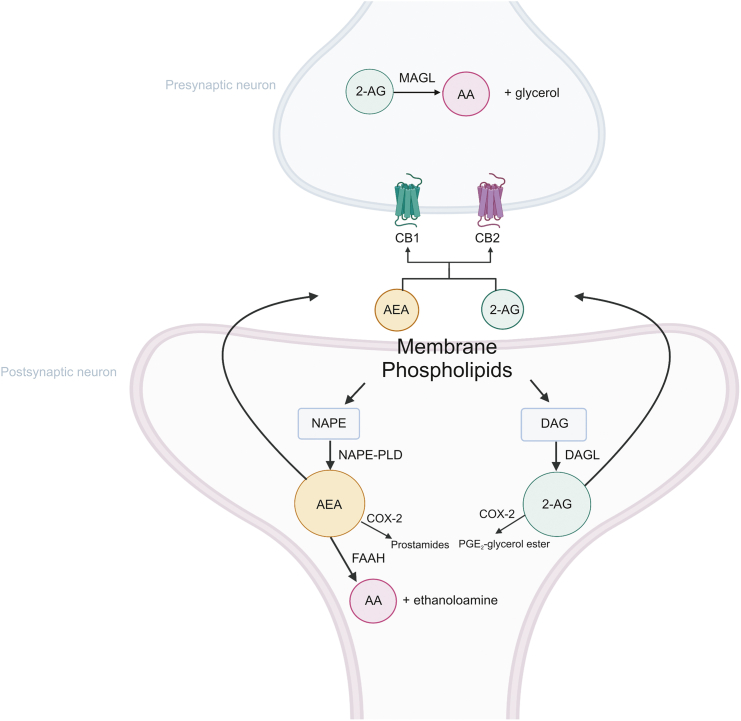 PMC10657972 – fig4