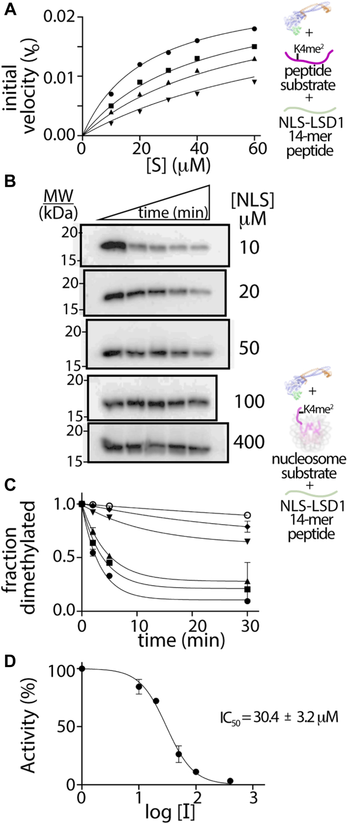 PMC11388019 – fig4