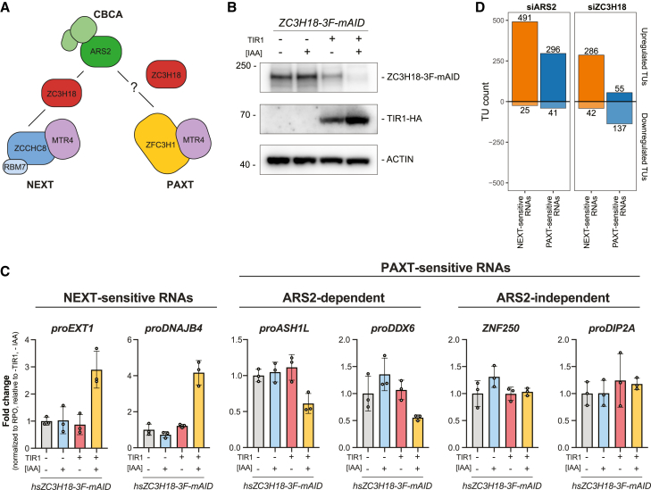 PMC10720265 – fig4