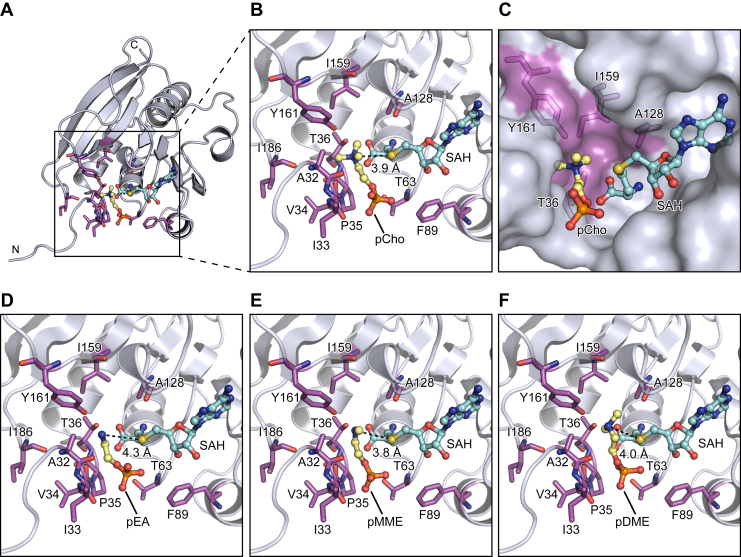 PMC12139422 – fig4