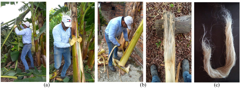 PMC11783020 – fig4