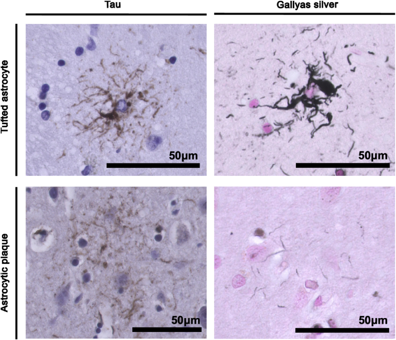 PMC11732237 – fig4