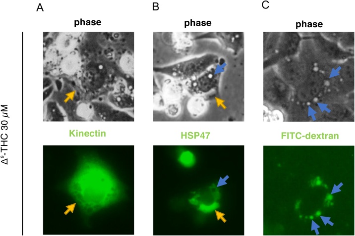 PMC8131391 – fig0020