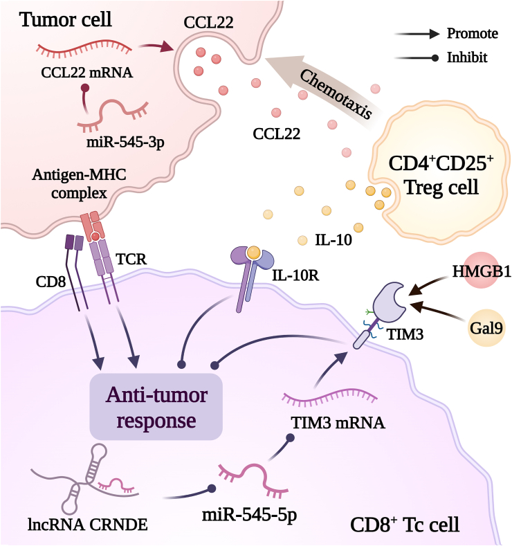 PMC11252520 – fig5