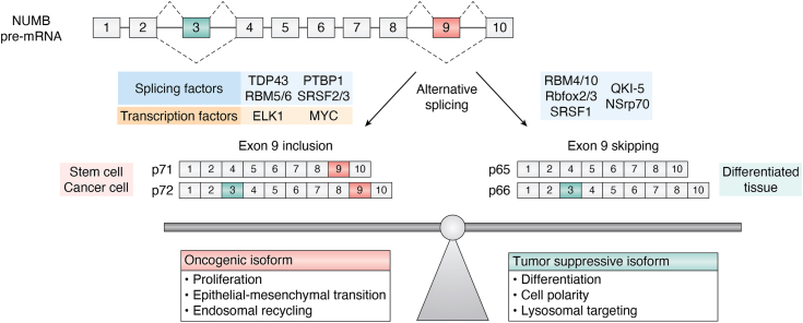PMC11889595 – fig5