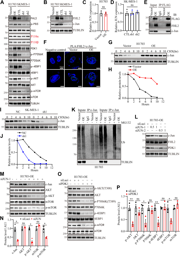 PMC12269609 – fig5